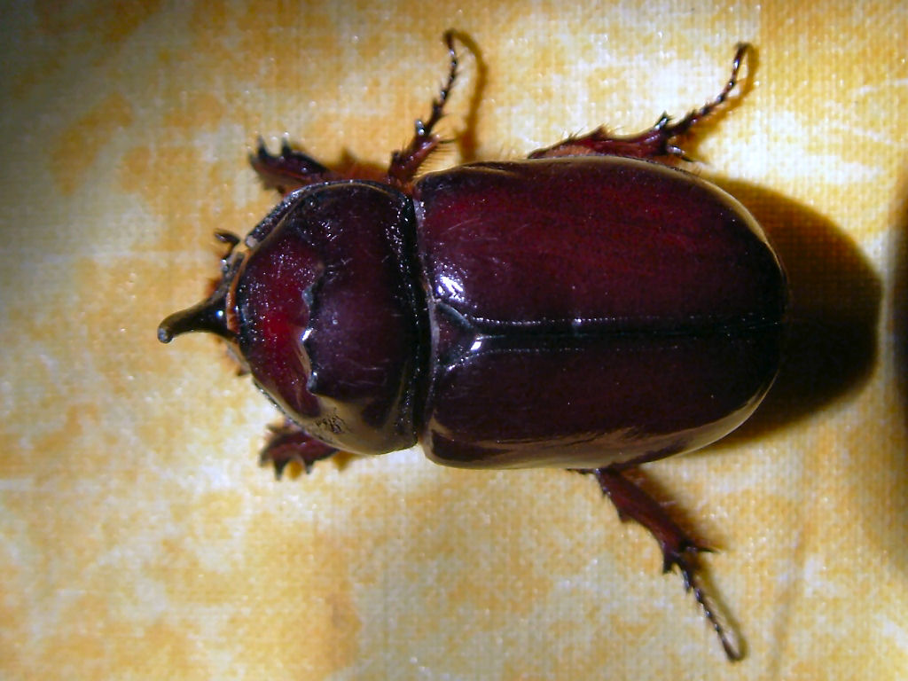 Visita a domicilio: Oryctes nasicornis